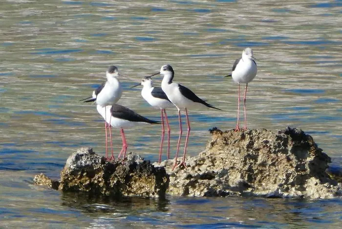 Casa de hóspedes Akrotainaritis Yerolimin